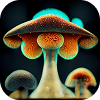 Magic Mushrooms Mini 1